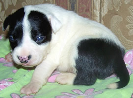 DDDawgs Flirt in a Skirt